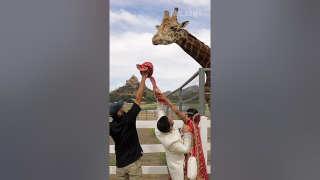 That giraffe is trying to steal your girl, bro