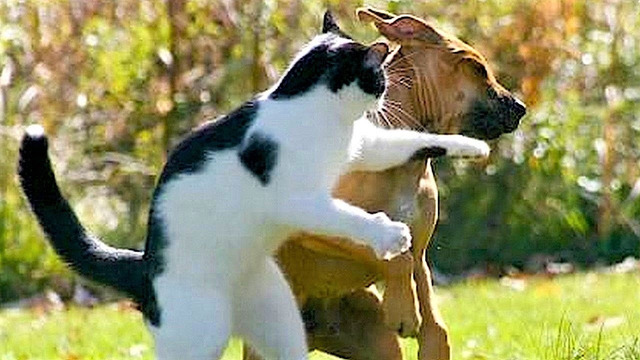Funny animals – Funny cats / dogs – Funny animal videos 234