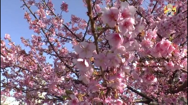 Раннее Цветение Сакуры в Японии в 2016. Первая Сакура