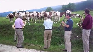 Коровы очень любят джаз