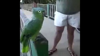Самый весёлый попугай)