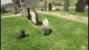 Самая грустная пасхалка в gta v (easter eggs)