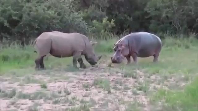Носорог против бегемота