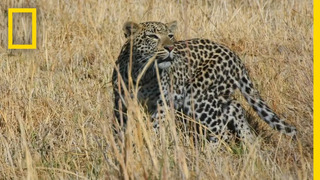 Leopard Stalks an Impala | Savage Kingdom