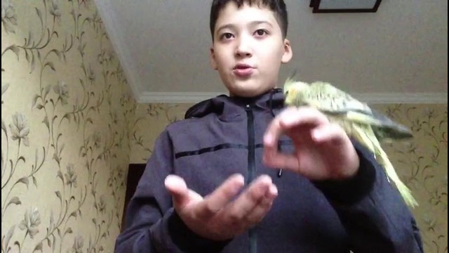 Советы: Как приручить своего попугая. Видео ролик