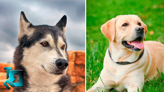10 самых добрых пород собак в мире