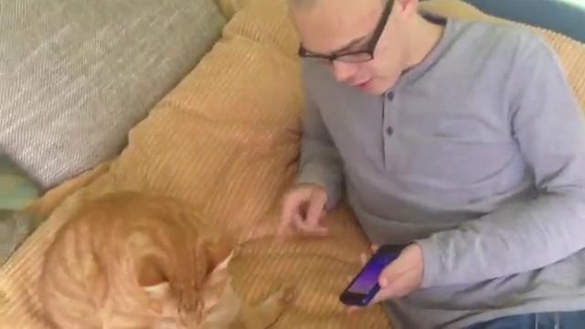 Дико весело заносить отпечатки лап своего кота в базу Touch ID