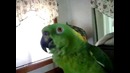 Попугай классно поет