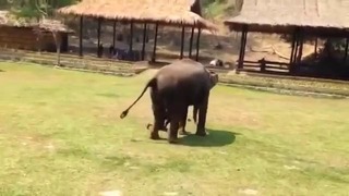Реакция слона, когда обижают смотрителя