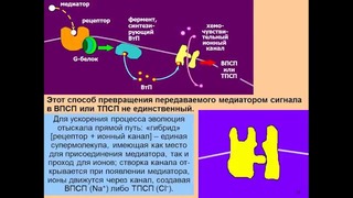 Дубынин Вячеслав – Что такое синапс. Нейромедиаторы мозга