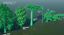 Plants Size Comparison