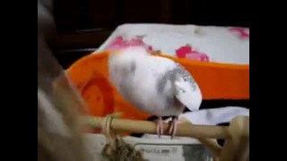 Талантливый попугай