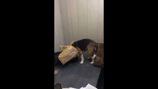 Dog Gets Head Stuck In Bag #shorts