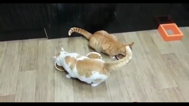 Жадный кот