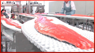The Process of Farming Millions of Salmon | Fish Industry Process