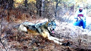 Охотник рискуя жизнью вытащил волка из капкана