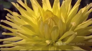 Full Bloom – Gullar ohcilishi – Цветы