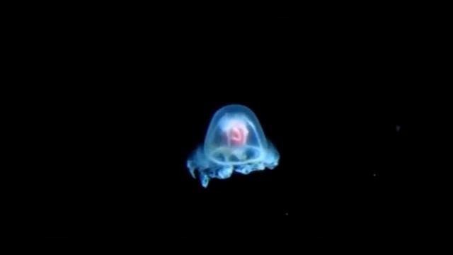 Бессмертная медуза Turritopsis Nutricula