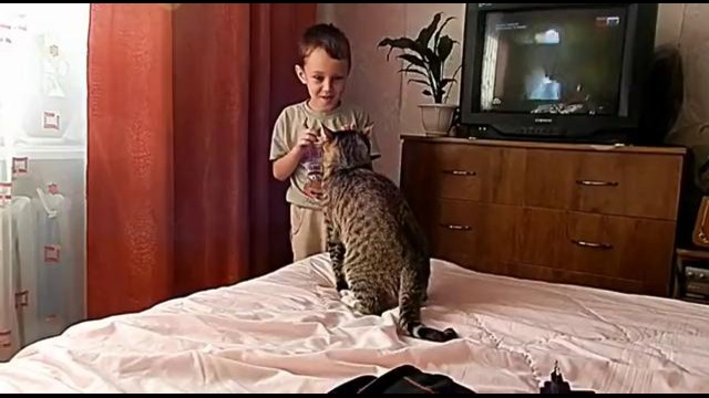 Не обижай кота, сынок! Do not tease the cat, son