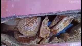 Мёд на балконе под полом. Неожиданная находка