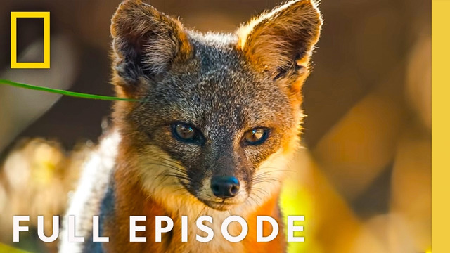 Discover the Channel Islands (Full Episode) | America’s National Parks | National Geographic