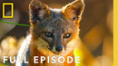 Discover the Channel Islands (Full Episode) | America’s National Parks | National Geographic