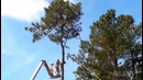 Man Vs Nature || A FailArmy Tree Fails Compilation
