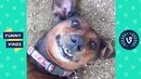 Try not to laugh – cute animals funny videos january 2019