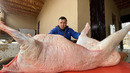 Холодильник больше не нужен! Как заготавливают мясо на Зиму в Узбекистане! Тушёнка по Узбекски