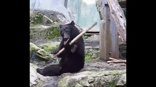 Медведь в мастера кунг-фу