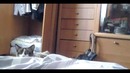 Кот очень технично шпионит