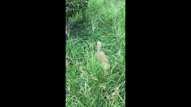 Dog In The Tall Grass #shorts