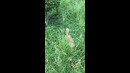 Dog In The Tall Grass #shorts