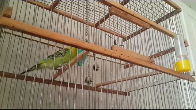 ГОВОРЯЩИЙ волнистый попугай Петруша