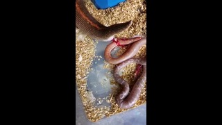 Как рождаются змеи