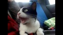 Первая поездка кота на автомобиле