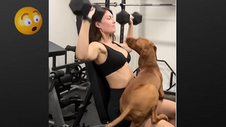 My Mistake Was Bringing Dogs To Gym || Funny Animals