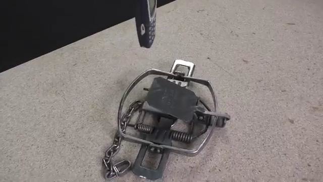 Выдержит медвежий капкан такие издевательства от nokia 3310?! плюс арбуз в капкан