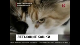 Котэ-скайдайвер