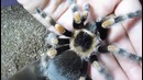 Топ 6 самых необычных домашних питомцев