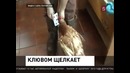 После травмы курица научилась считать