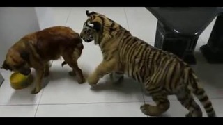 Собака VS Тигр