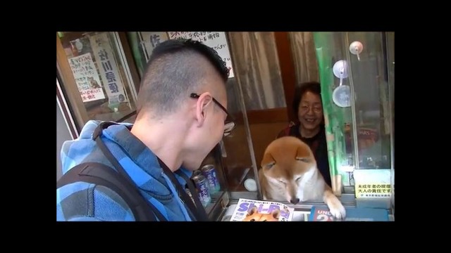 Японский пёс-продавец породы Сиба-Ину стал звездой интернета