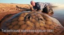 10 доисторических существ, которые существуют сегодня