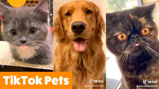 Silly TikTok Pet Reactions & Bloopers | Funny Pet Videos