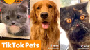 Silly TikTok Pet Reactions & Bloopers | Funny Pet Videos