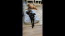 Dog Tail Whips Another Dog #shorts