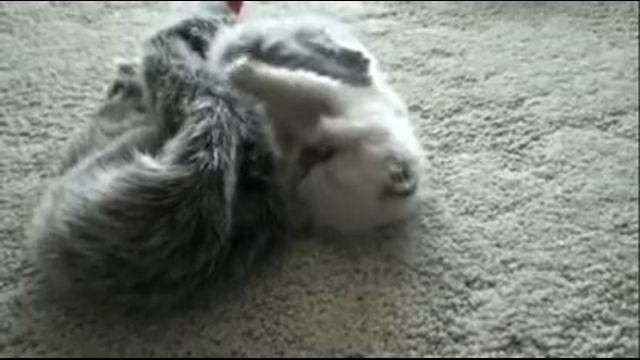 Kitten – so darn cute