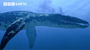 Most Dangerous Birth in Prehistoric Oceans | Walking with Dinosaurs (1999) | BBC Earth