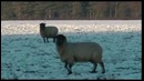 Что можно сделать из обычной газонокосилки